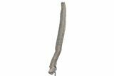 Fossil Sauropod Rib Section with Metal Stand - Colorado #339994-2